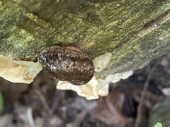 Philomycus togatus