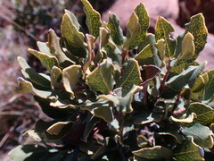 Euclea crispa ovata
