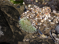 Anthopleura xanthogrammica