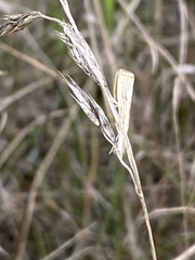 Agriphila vulgivagellus