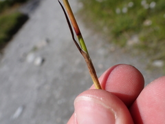 Eriophorum scheuchzeri