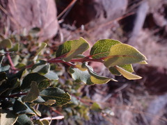 Euclea crispa ovata