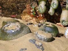 Anthopleura xanthogrammica