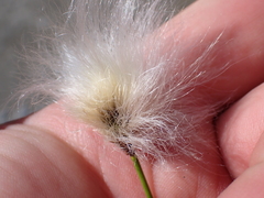 Eriophorum scheuchzeri