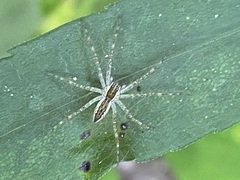 Pisaurina mira