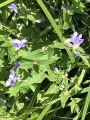 Scutellaria galericulata