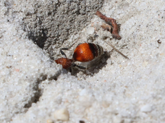 Dasymutilla bioculata