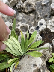 Primula mistassinica