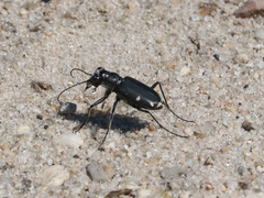 Cicindela scutellaris