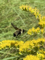 Bombus citrinus