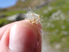 Eriophorum scheuchzeri