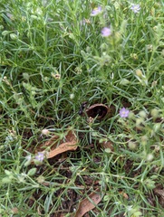 Formicidae