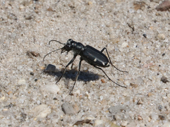 Cicindela scutellaris