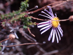 Felicia muricata