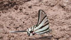 Protographium epidaus tepicus