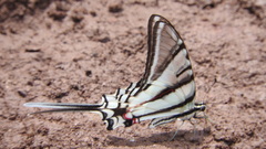 Protographium epidaus tepicus
