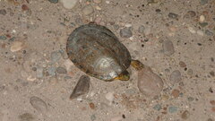 Trachemys ornata