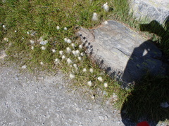 Eriophorum scheuchzeri