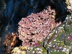 Corallina officinalis