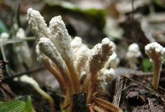 Cordyceps