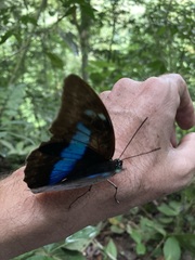 Archaeoprepona demophoon