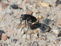 Cicindela scutellaris