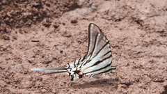 Protographium epidaus tepicus