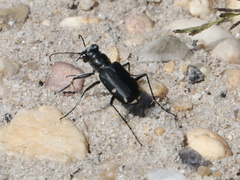 Cicindela scutellaris