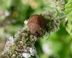 Eurygaster testudinaria