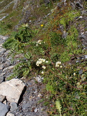 Saxifraga paniculata
