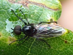 Dilophus febrilis