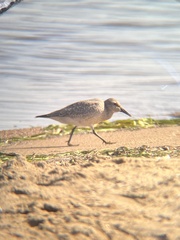 Calidris canutus