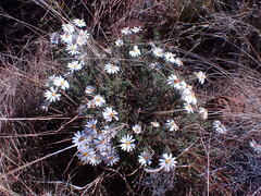 Dimorphotheca cuneata