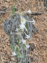 Ipomopsis aggregata candida