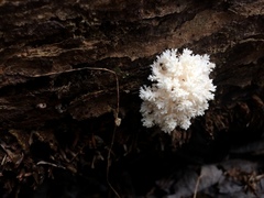 Hericium