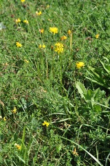 Scorzoneroides autumnalis