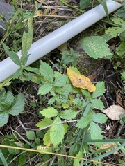 Agrimonia gryposepala