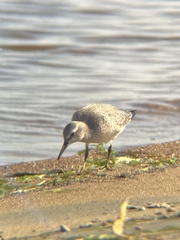 Calidris canutus
