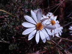 Dimorphotheca cuneata