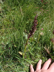 Dactylorhiza