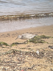 Calidris canutus