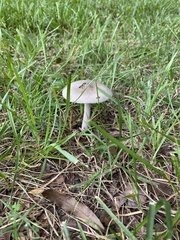 Amanita rhacopus