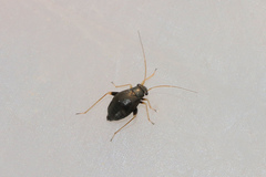 Halticus apterus
