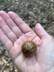 Amphibolips quercusjuglans