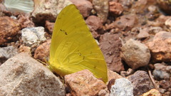 Phoebis philea philea