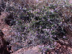 Felicia filifolia