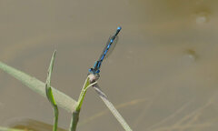Erythromma lindenii