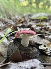 Russula