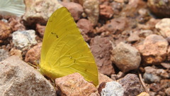 Phoebis philea philea