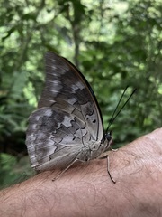 Archaeoprepona demophoon